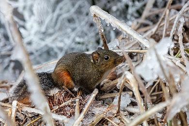 《符文工房 龙之天地》卡带可自动识别NS和NS2主机